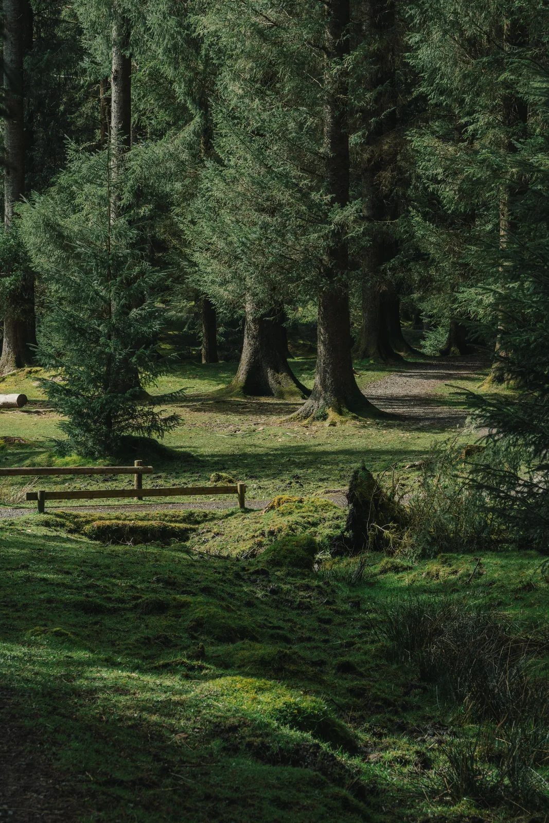 Forest clearing with low timber rails and moss banks