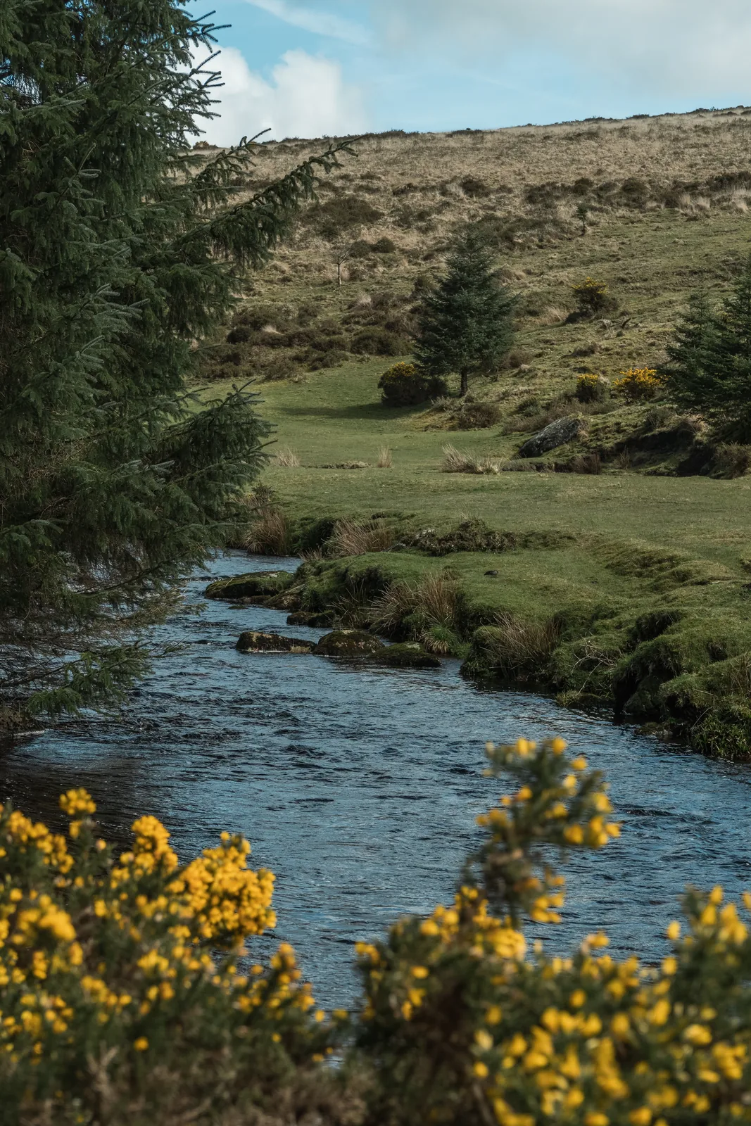 Moorland stream winding past gorse and spruce, Dartmoor