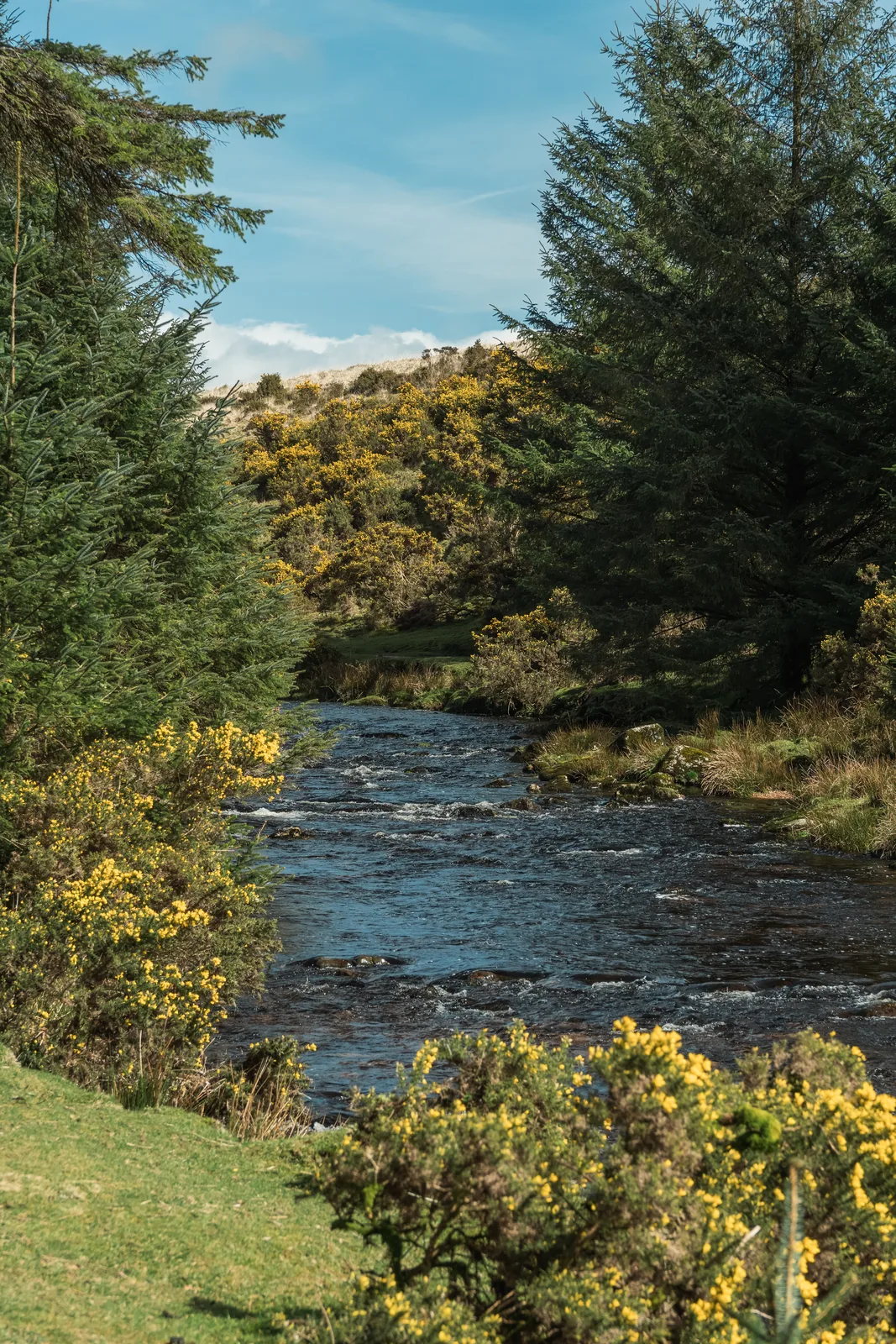 River framed by conifers with gorse in bloom