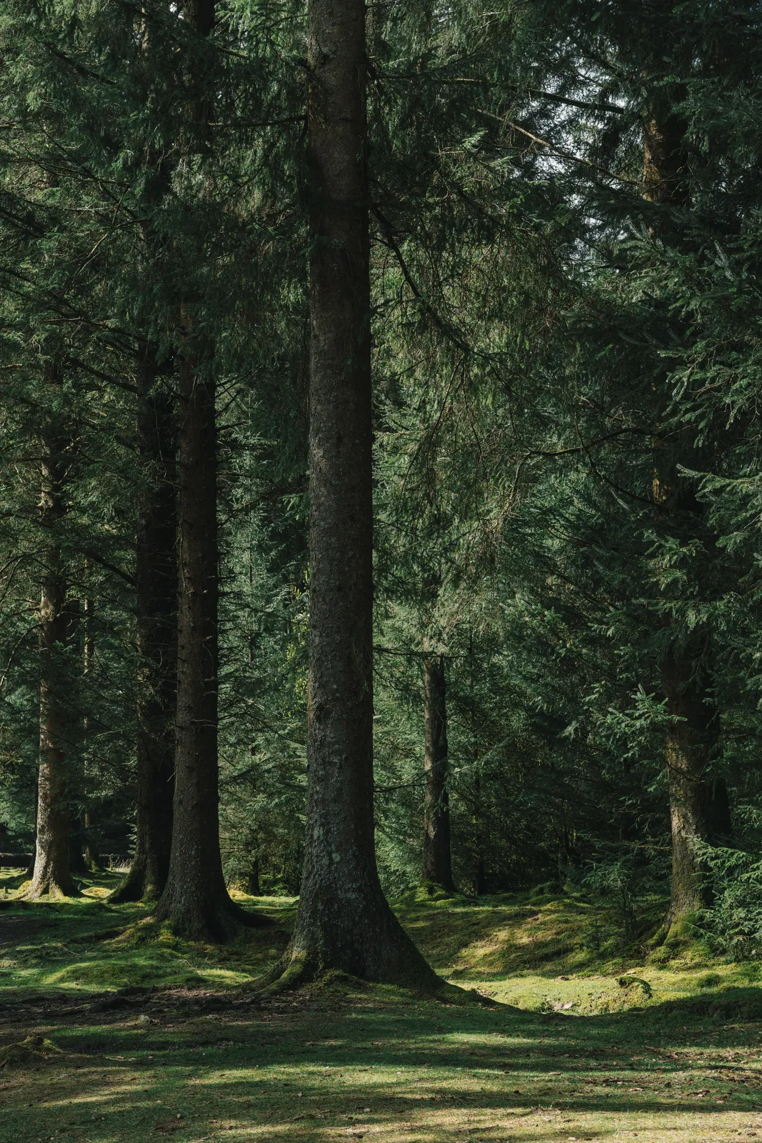 Tall spruce trunks rising from mossy forest floor