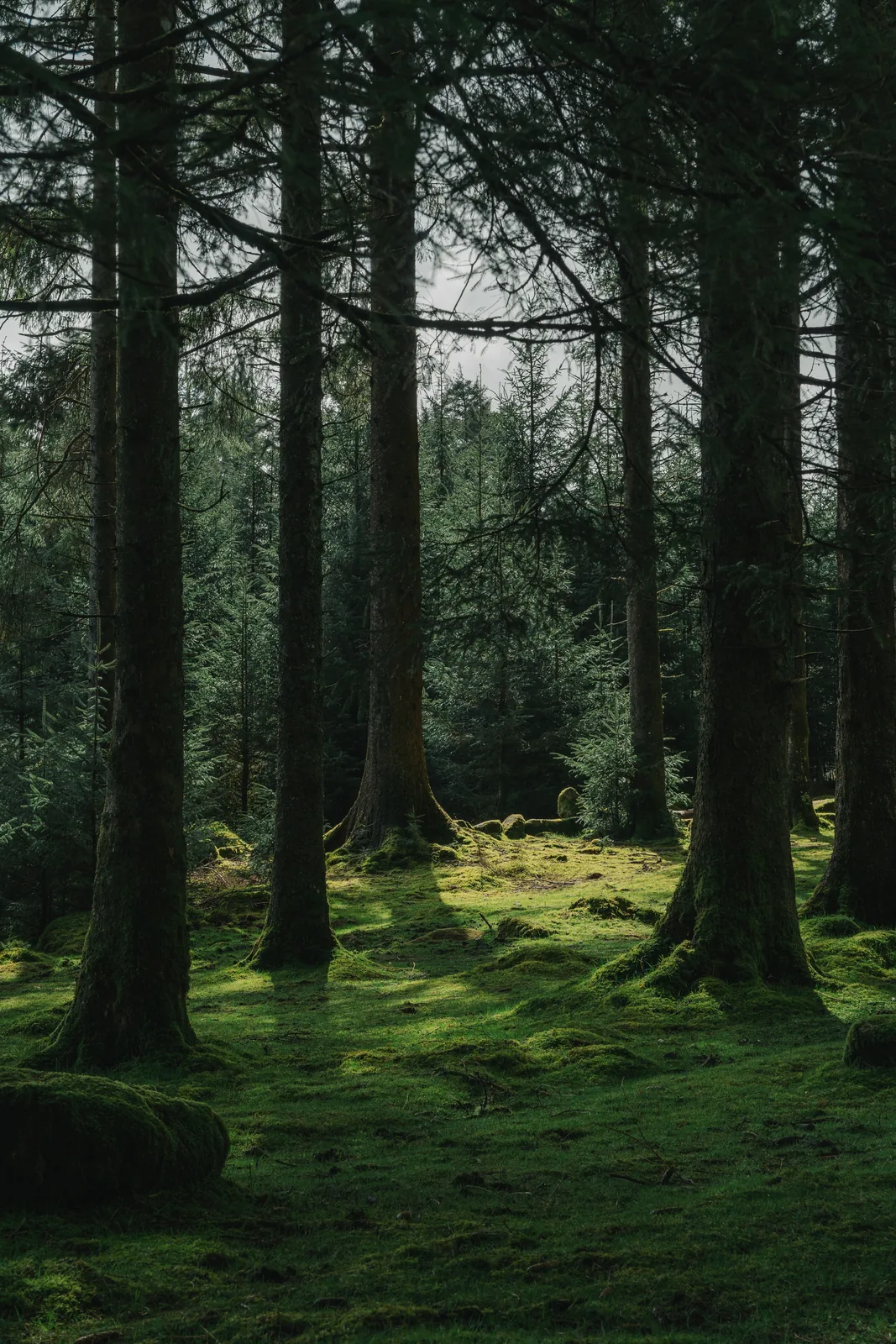 Dark spruce wood with bright green mossy ground