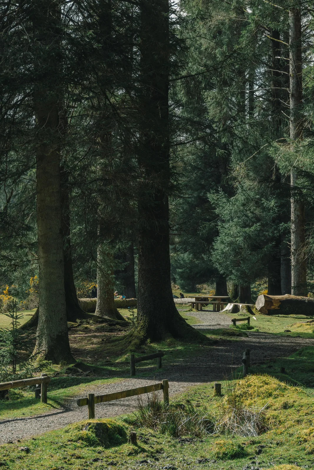 Picnic clearing among large conifers, dappled light