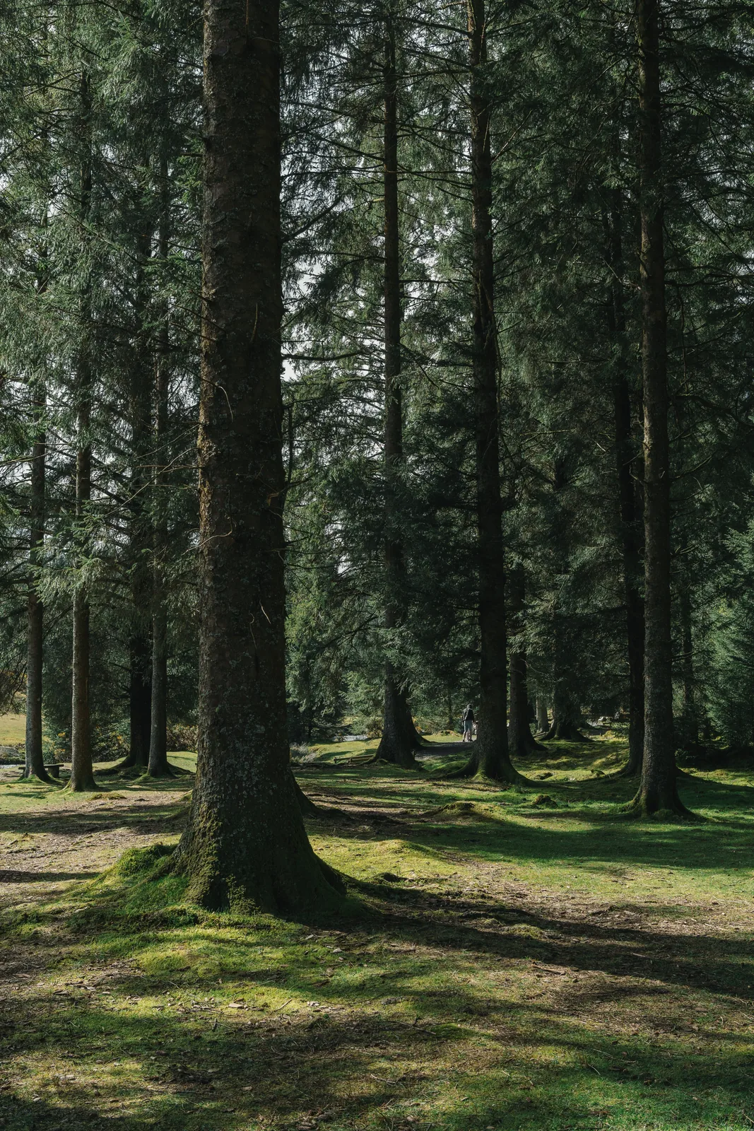 Sunlit conifer grove with mossy trunks