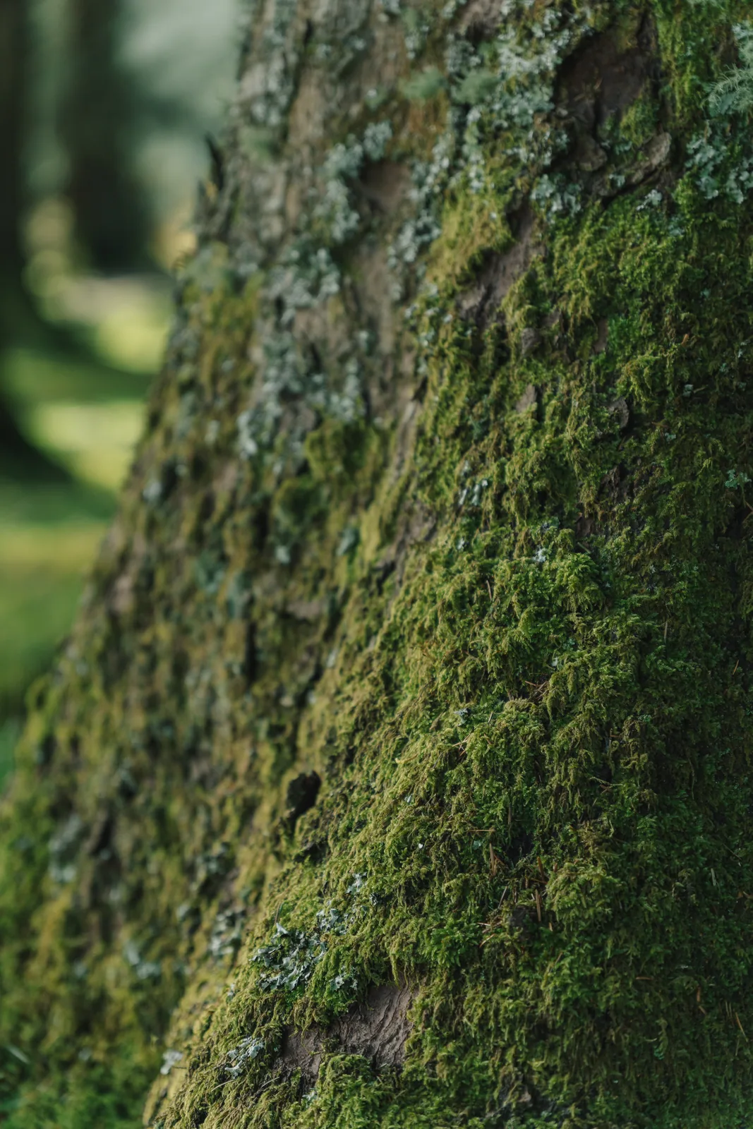 Close study of moss and lichen on a tree trunk