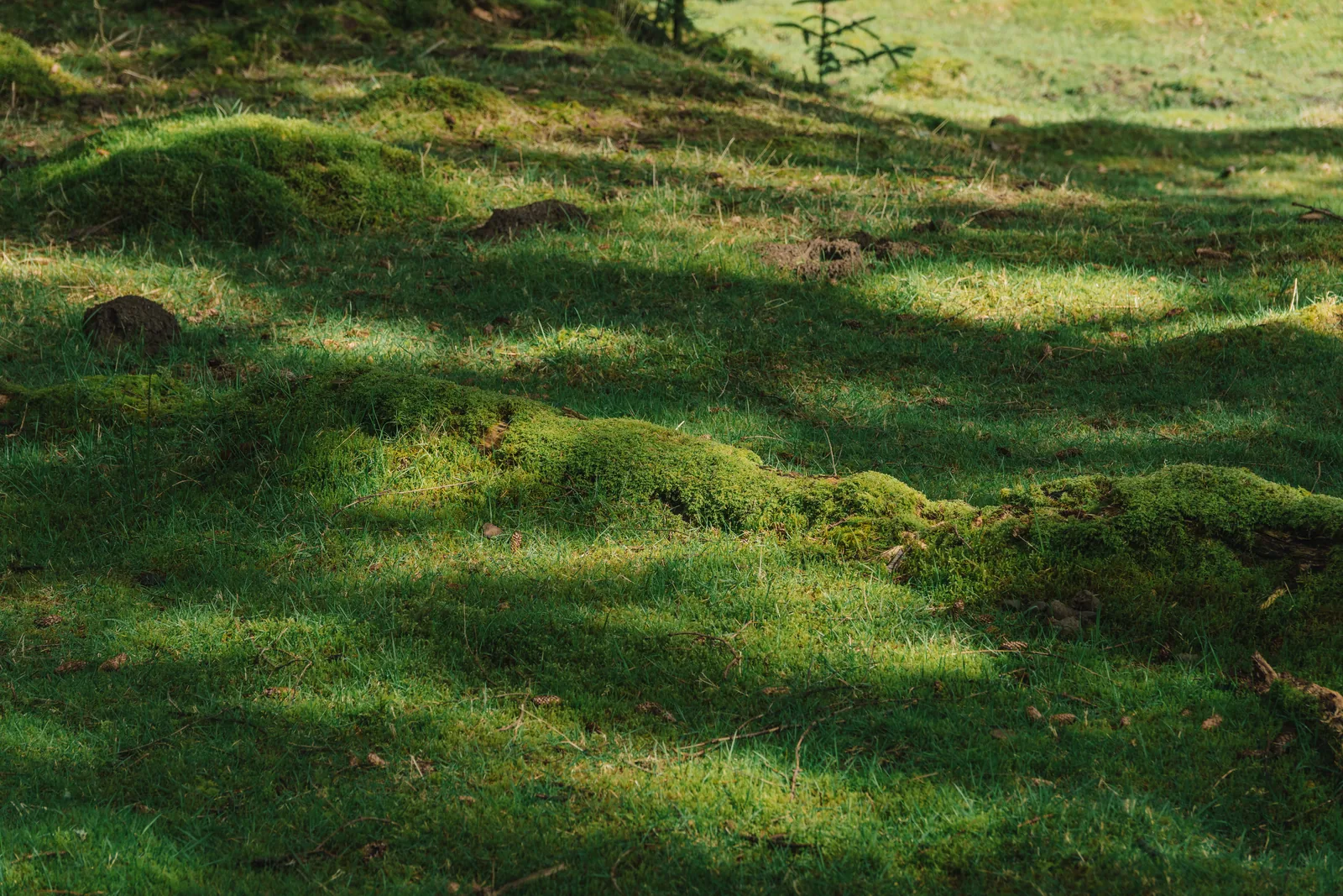 Undulating moss and grass forest floor in shifting light