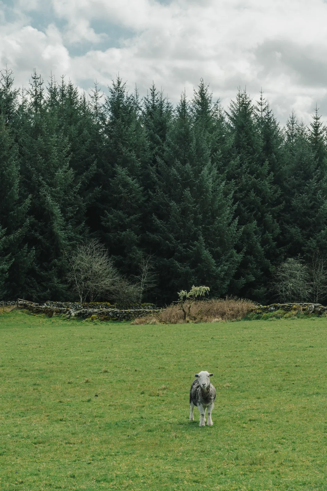 A lone Herdwick sheep on grass before a wall of pines