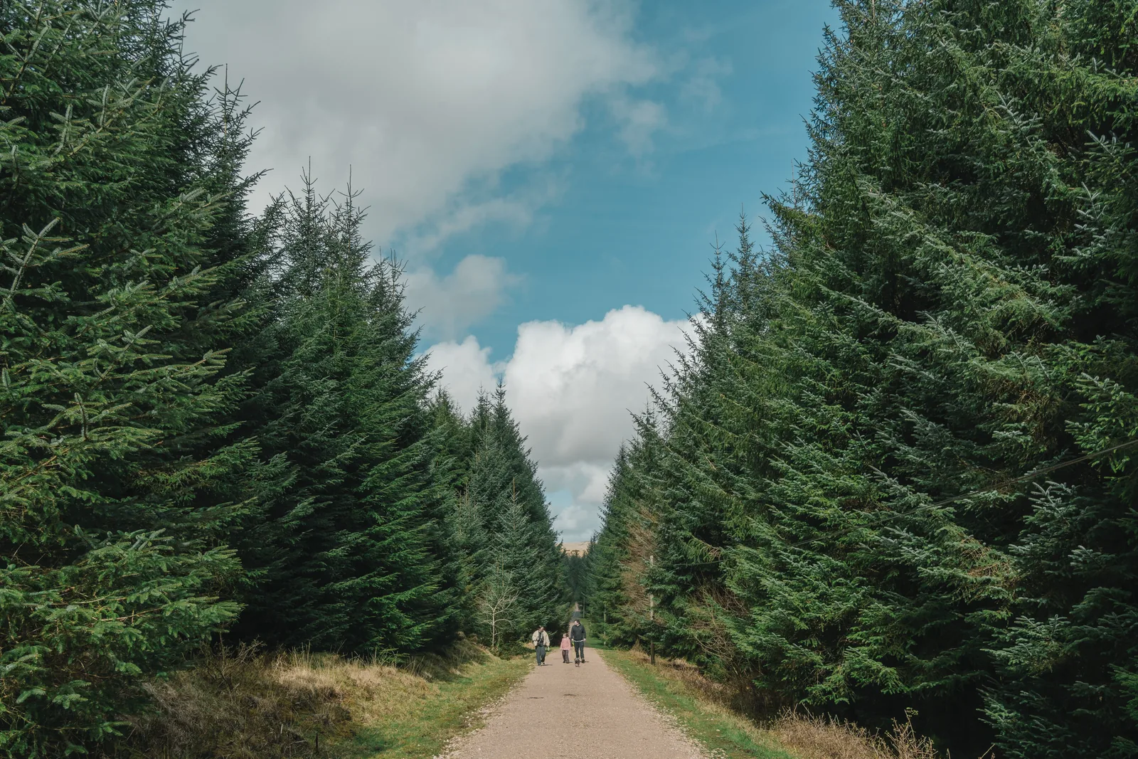 Family walking a gravel track between rows of conifers