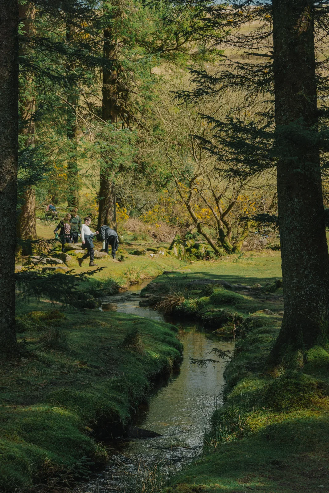 Stream and mossy banks with walkers in the woodland beyond