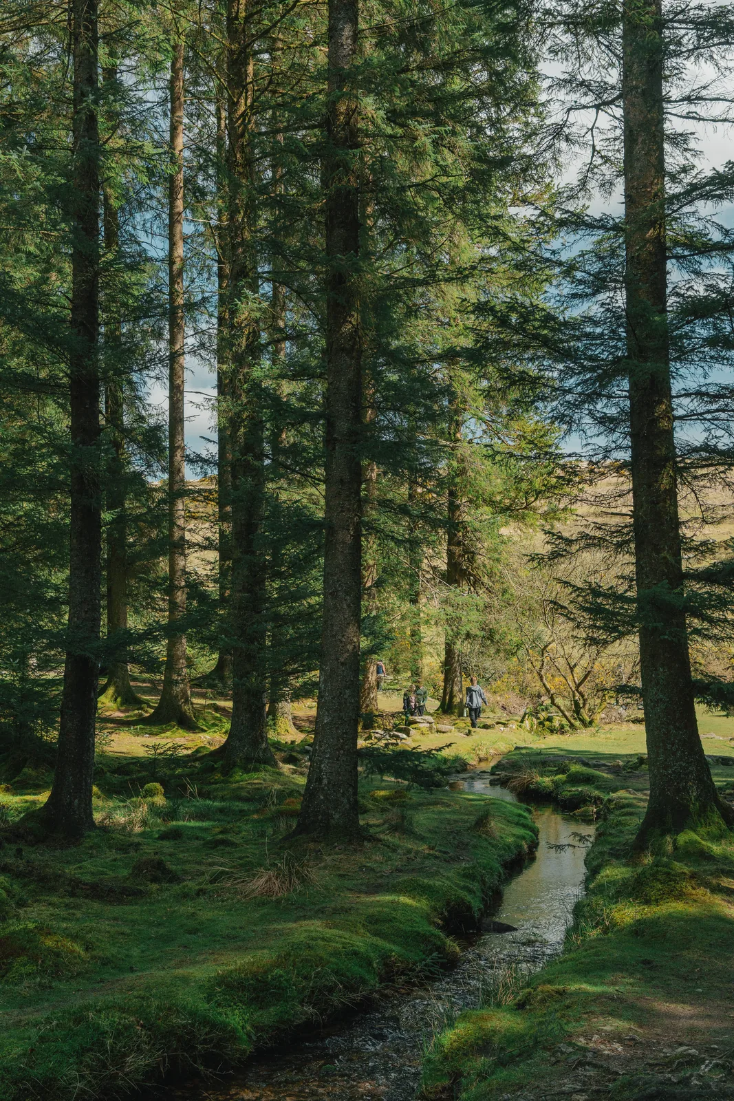 Tall pines beside a narrow stream cutting through moss