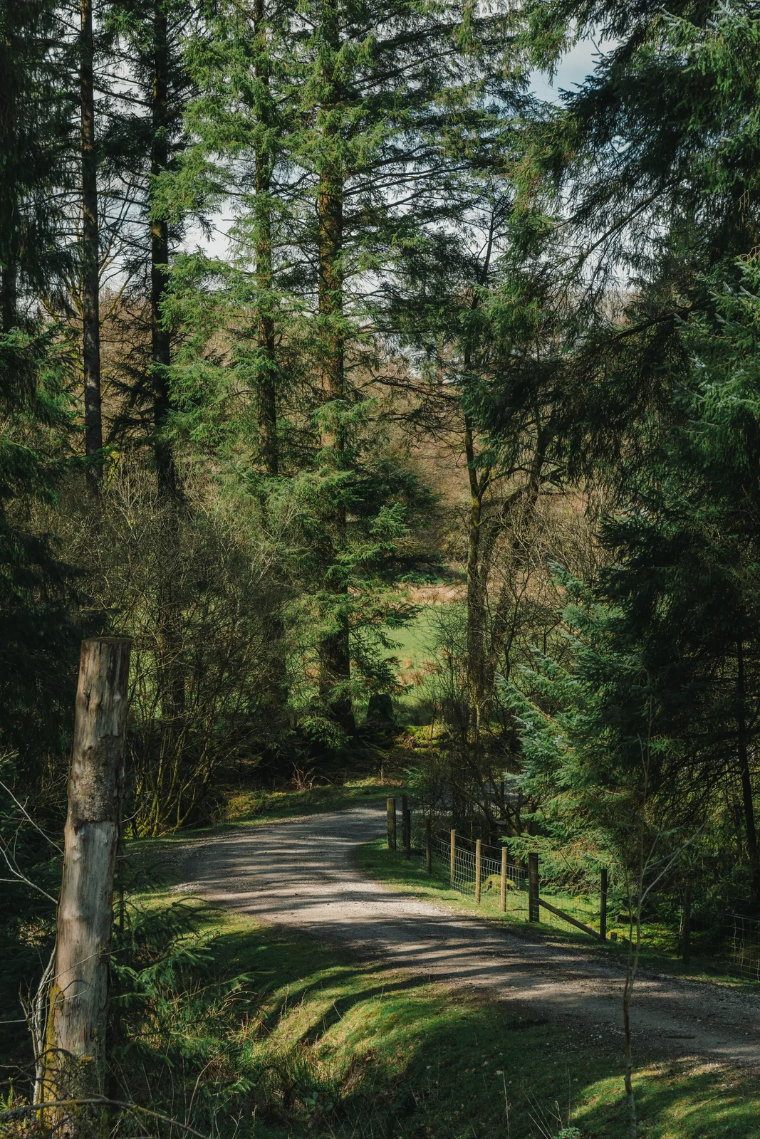 Gravel path curving downhill through the forest