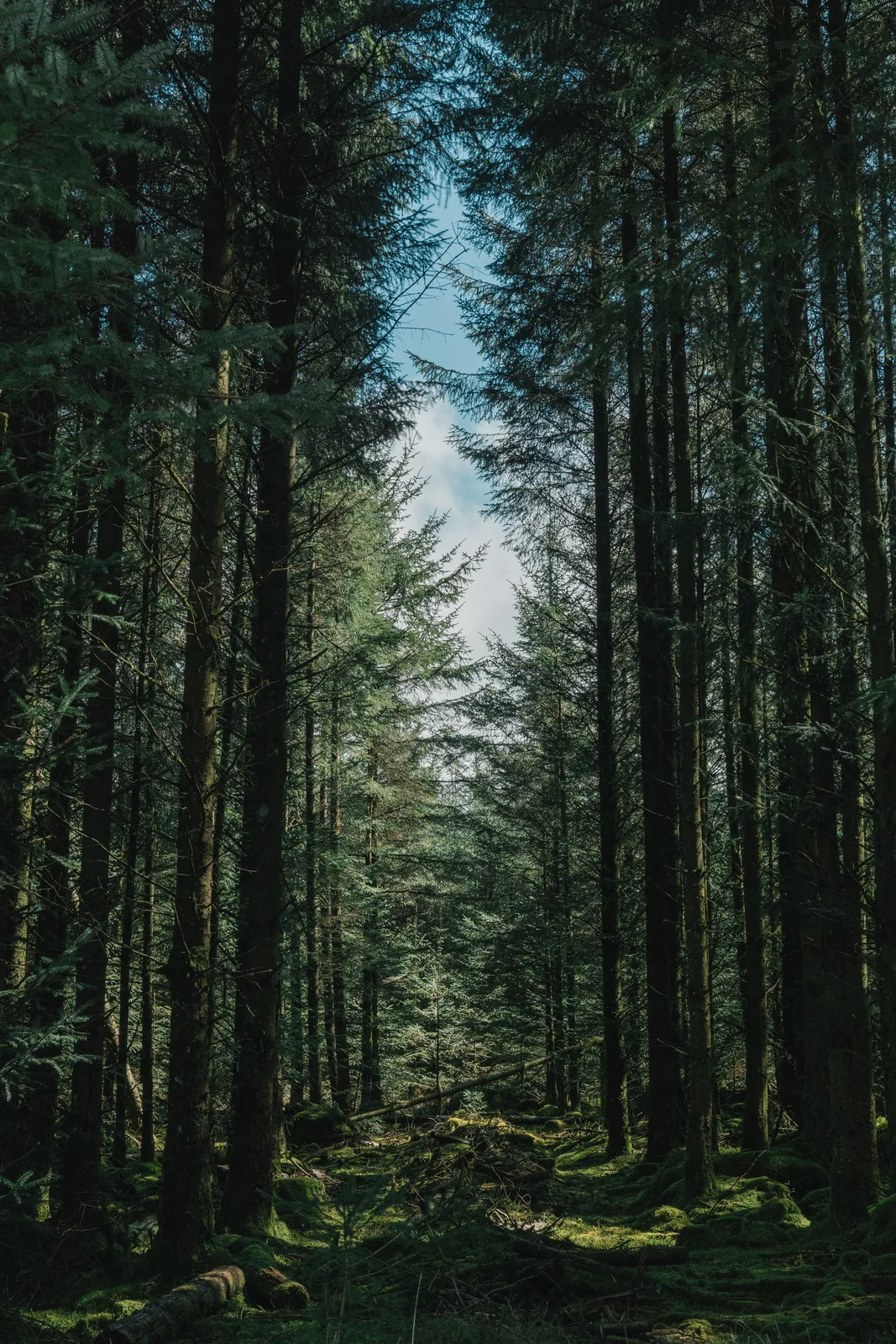 Sky opening between dense conifer canopy