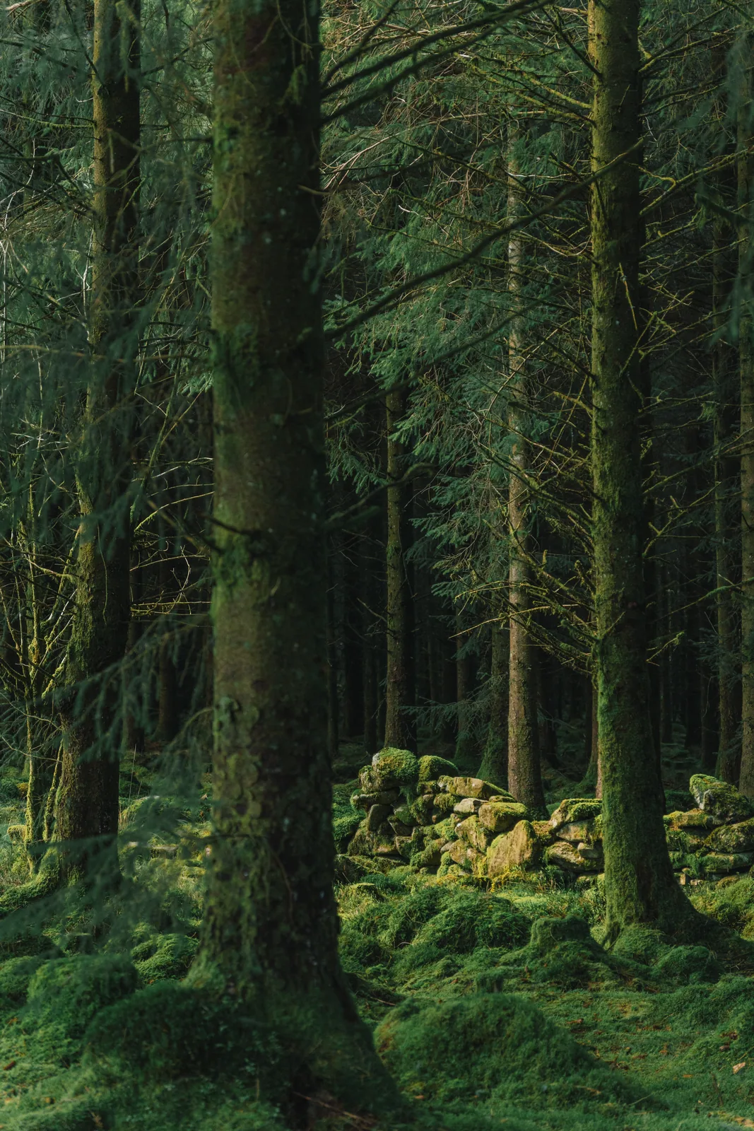 Moss-covered dry-stone remains among spruce trunks