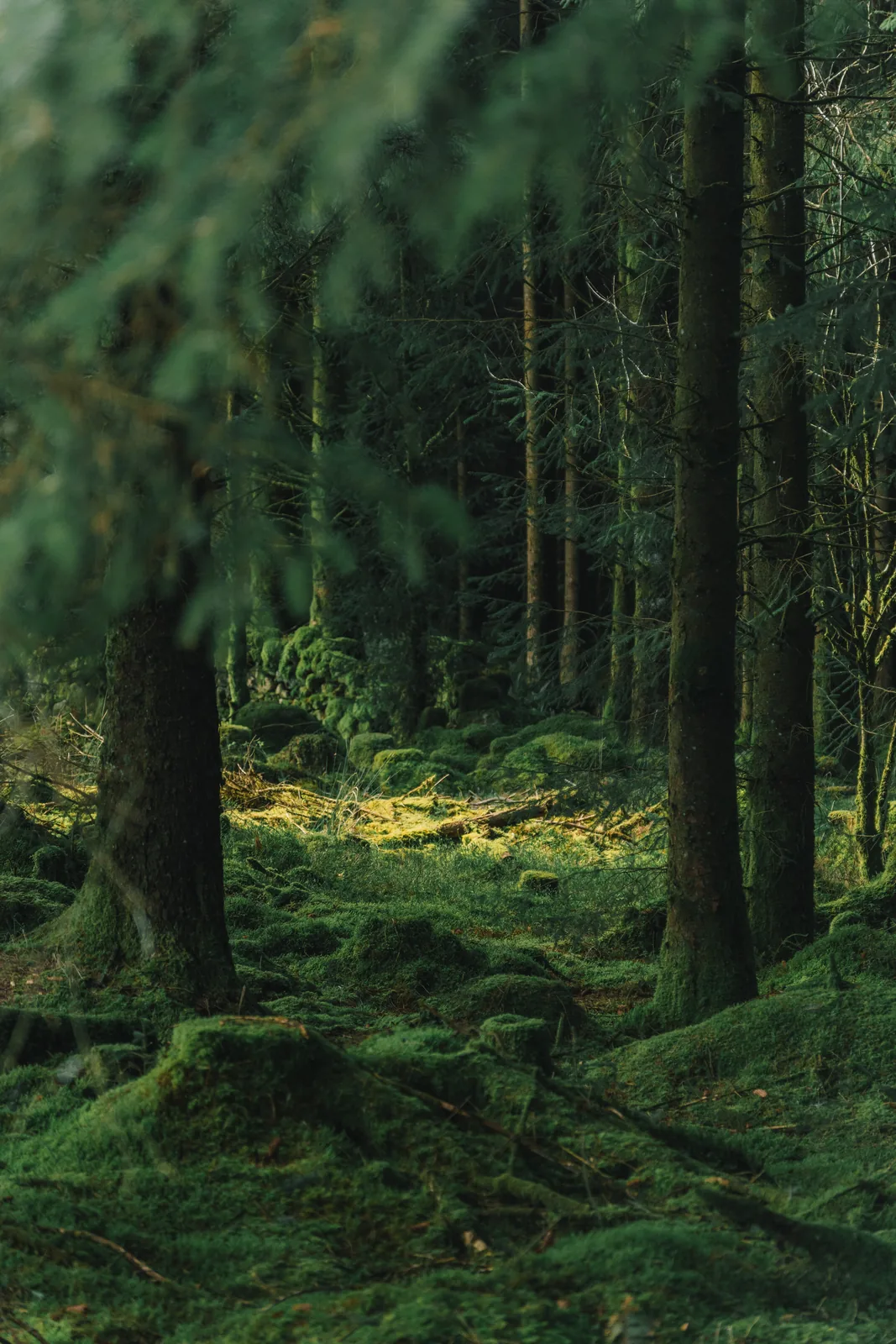 Deep green mossy forest interior with shallow focus