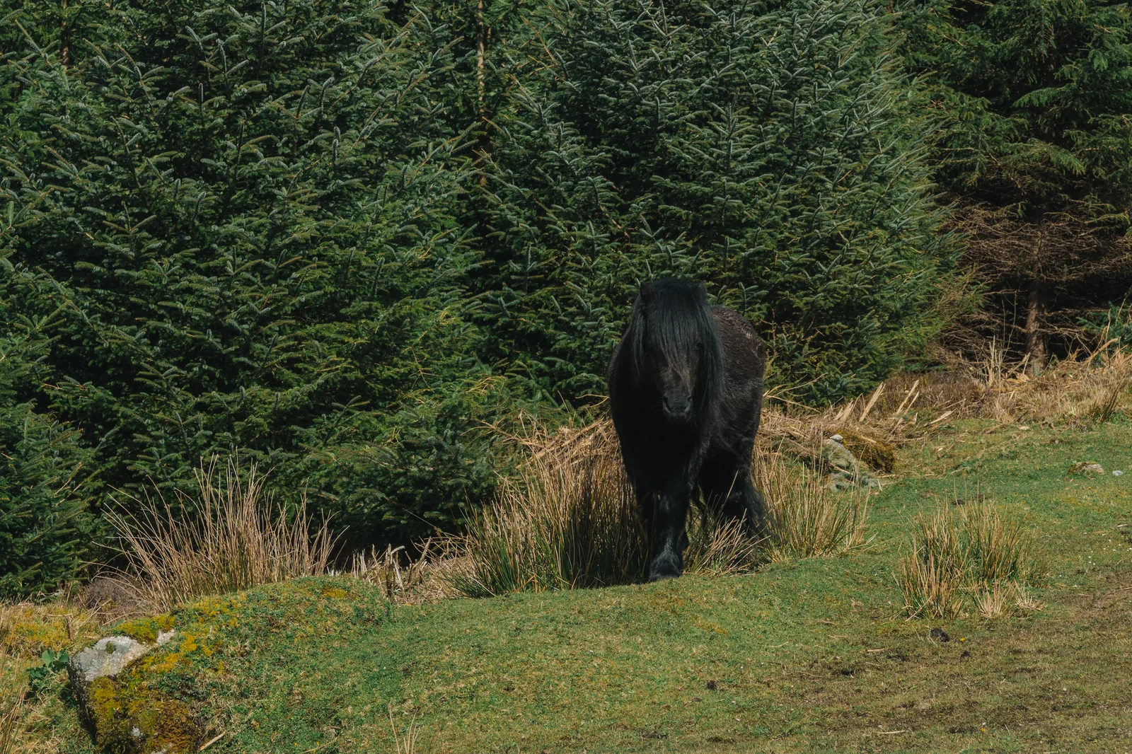 A dark Dartmoor pony at the forest edge among reeds