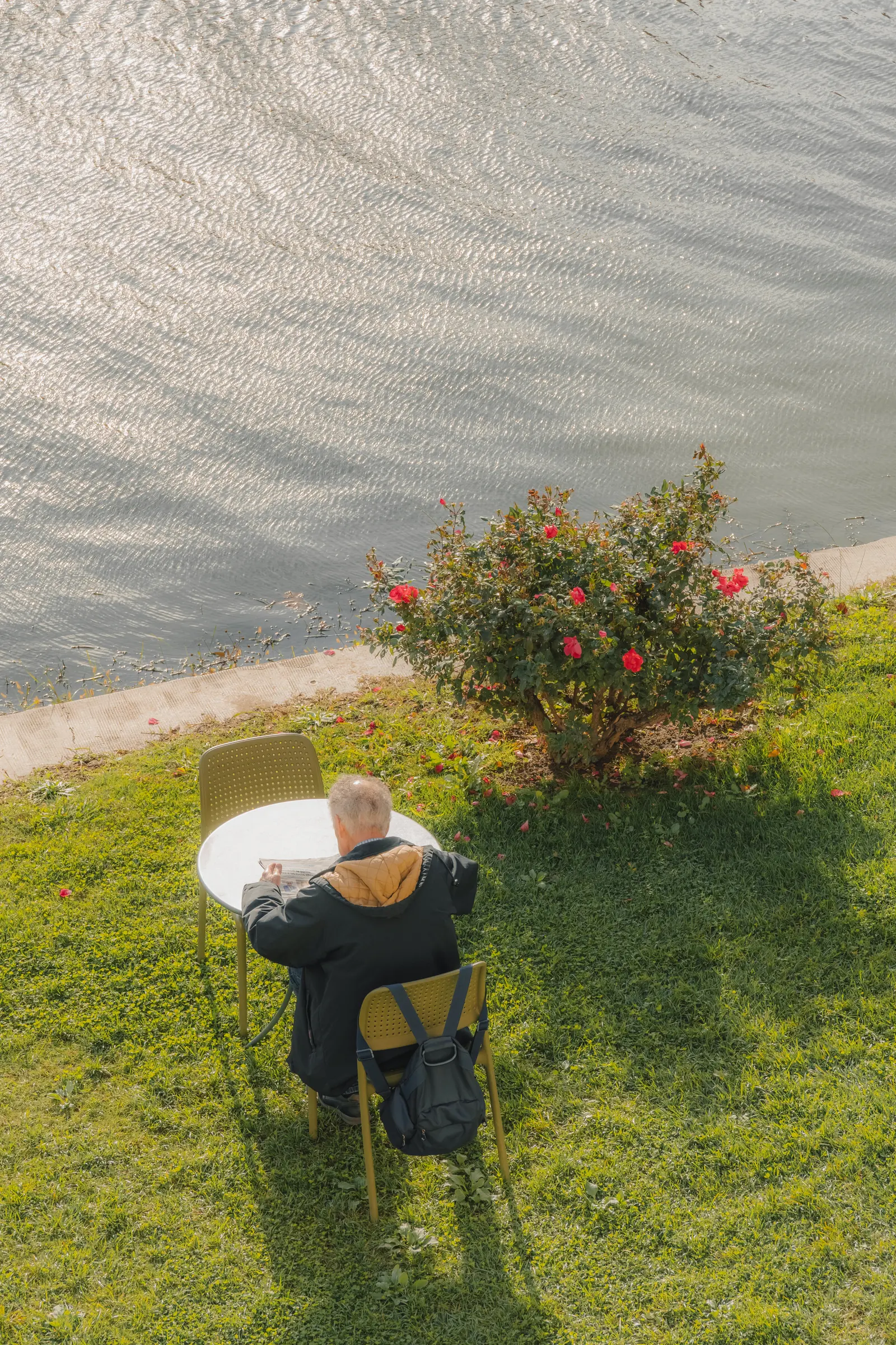 Man reading a newspaper at a small table on the Arno riverbank beside a red rose bush