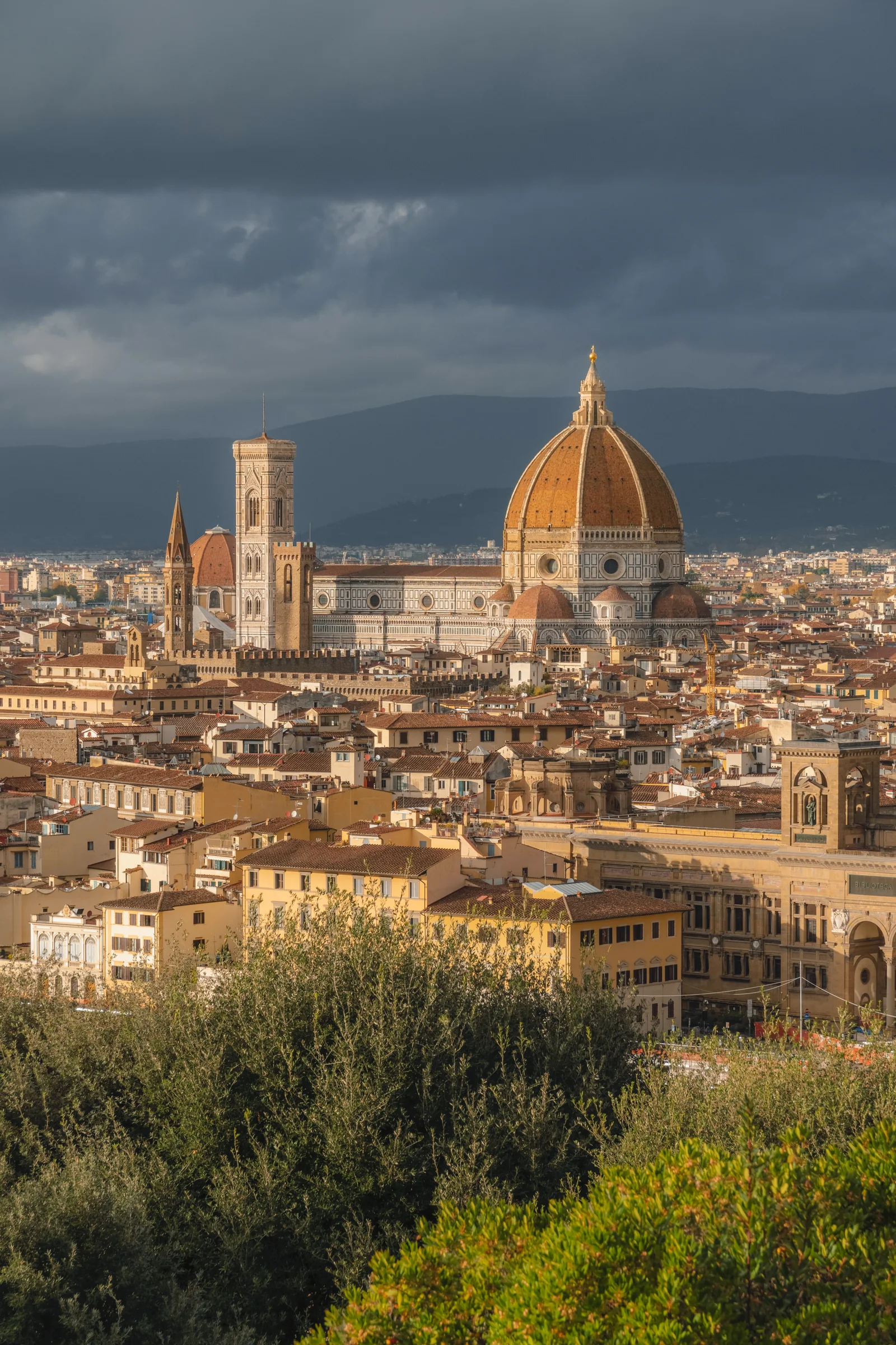 Florence Duomo and Giotto's campanile seen over olive trees from Piazzale Michelangelo