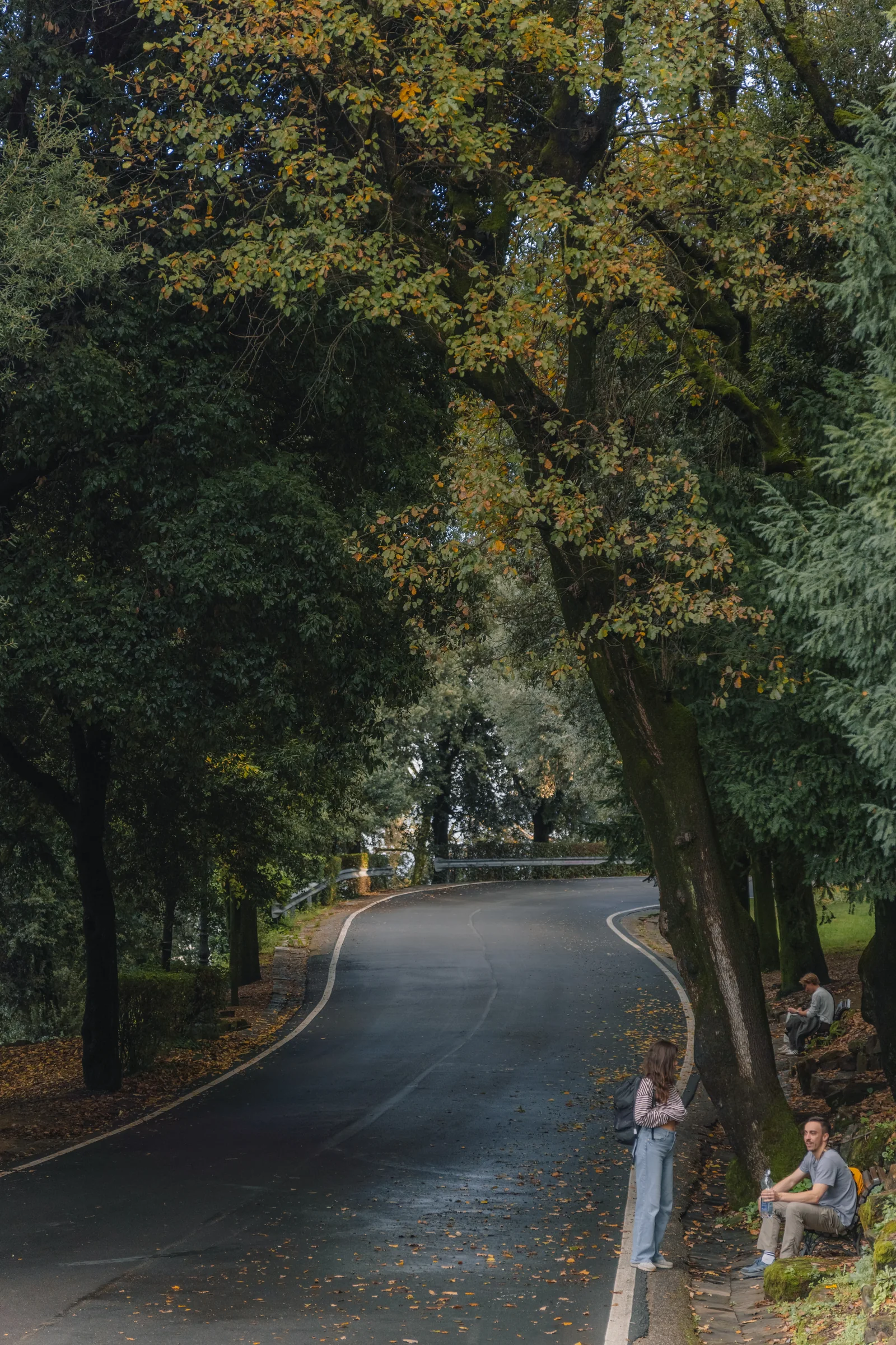 Tree-lined road curving up the hillside in autumn, people resting in the shade